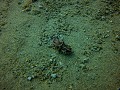 Dauin - Flamboyant cuttlefish