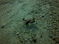 Dauin - Flamboyant cuttlefish