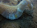 Dauin - Sexy shrimp