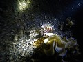 Lembeh - Zebra Lionfish - Let vooral op zijn coole