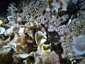 Lembeh - Nudibranch in alle kleuren en vormen 17