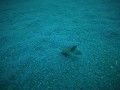 Lembeh - Cuttlefish