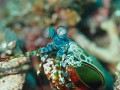 Lembeh - Peacock Mantisschrimp - Super chique gekl