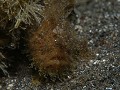 Lembeh - Hairy Frogfish 5