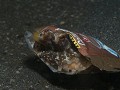 Lembeh - Coconut ocotpus verstopt in een afval zak