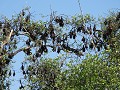 Flying Foxes 1