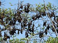 Flying Foxes 2
