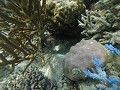 Snorkeltrip - Pufferfish