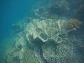 Snorkeltrip - Grote koraal blaren