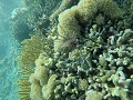 Snorkeltrip - Lionfish