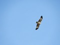Flores Eagle