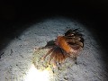 Een stalkende lionfish tijdens de nachtduik