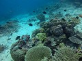 Random koraal foto met visjes