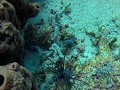 Lionfish