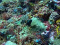 Zelfs de moray eel geniet van dit mooie koraal