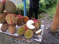 Durian: stink fruit!