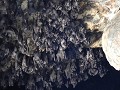 Goa Lawah - Duizend vleermuizen op een hoopje 2