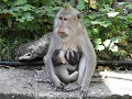 Monkey forrest - Tweeling