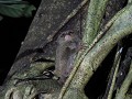 Nachtwandeling - De eerste tarsier komt uit zijn n