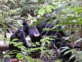 Ochtendwandeling - Makaque apen
