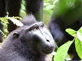 Ochtendwandeling - Makaque aap