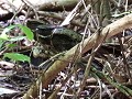 Ochtendwandeling - Uiltjes