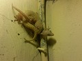Onzedige gekko's bij ons hutje