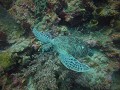 Nog een schildpadje