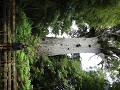 Kauri boom van 2000 jaar oud