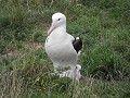 Albatros met kleintje