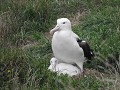 Albatros met kleintje
