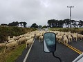 Overal schapen