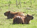Capybara, het grootste knaagdier ter wereld