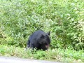 Black bear on the road