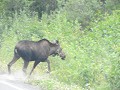 Meisje moose die weg oversteekt