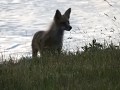 Een vos die 's avonds aan het meer zat