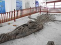 Fossielen museum
