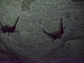 Vleermuizen in een grot nabij Statue valley
