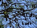 Bomen vol vleermuizen