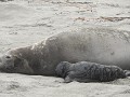 Pasgeboren baby zeeolifantje van enkele uren oud