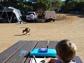 Rekenles met kangoeroe