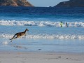 Kangoeroes op het strand