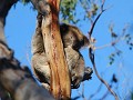 Koala's, Cape Otway