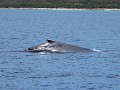 Bultruggen of humpback whales