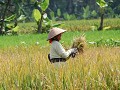 Rijst oogsten