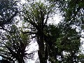 eeuwenoude alerce-bomen, de sequoia van Zuid-Ameri