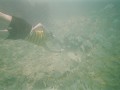 annemiefish