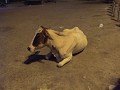 DSCF1715