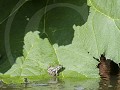 Th05-15 Groene kikker op blad van Gunnera manicata