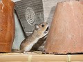 Thuis-01-07-Bosmuis op verkenning
